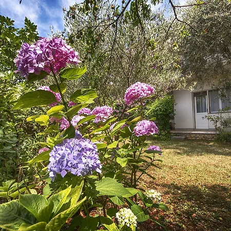 Apartment Renata