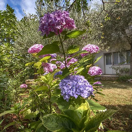 Renata Apartment *